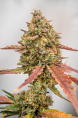 Instagram Strawberry Pie Auto