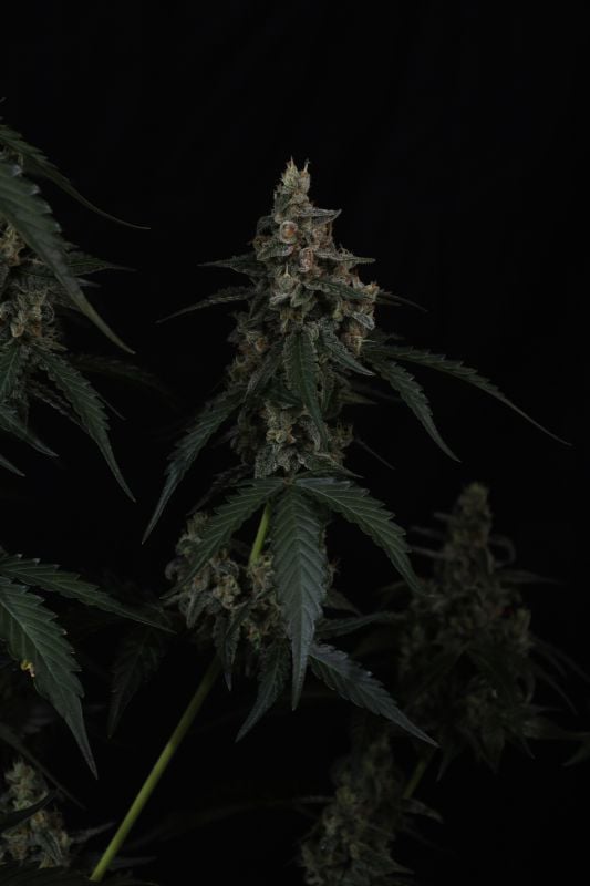 Instagram Banana Cherry Cookies Auto