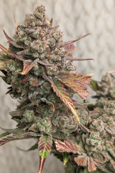 Instagram Cream Cookies Auto