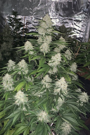 Instagram Gelato Auto