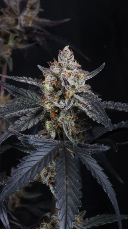 Instagram Guava Runtz Auto