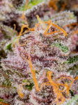 Instagram Gorilla Punch Auto