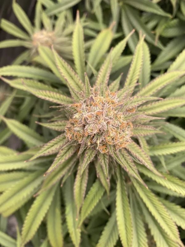 Instagram Orange Sherbet Auto