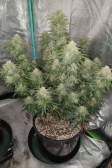 Instagram Gorilla Cookies Auto