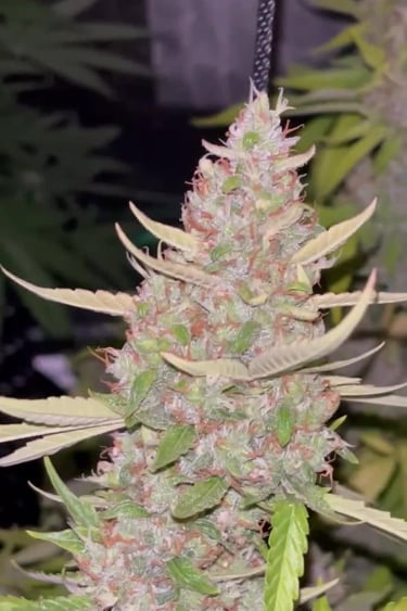 Strawberry Banana Auto