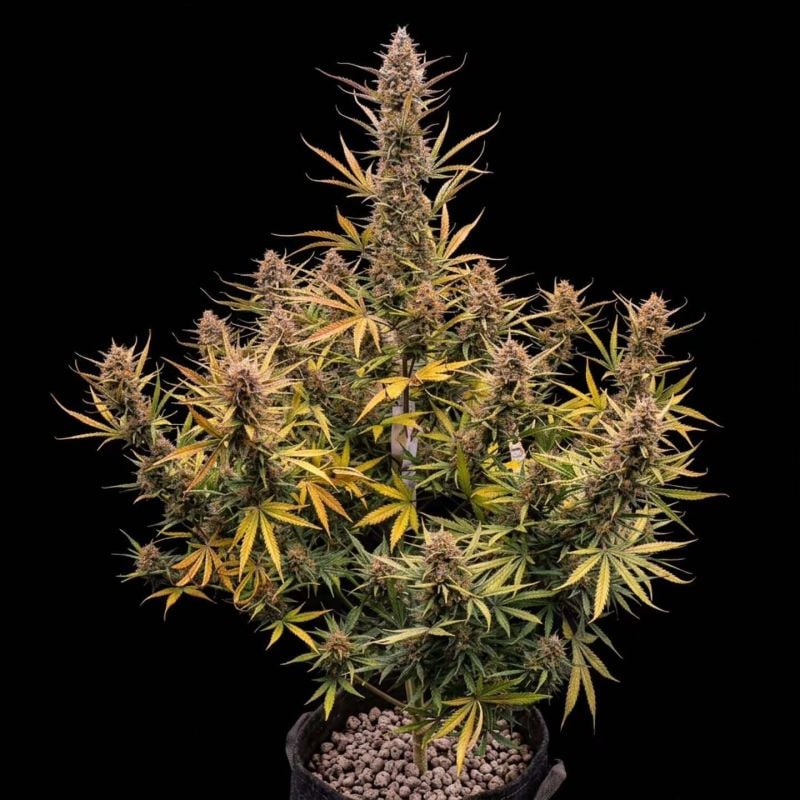 AUTO | Gelato Auto
