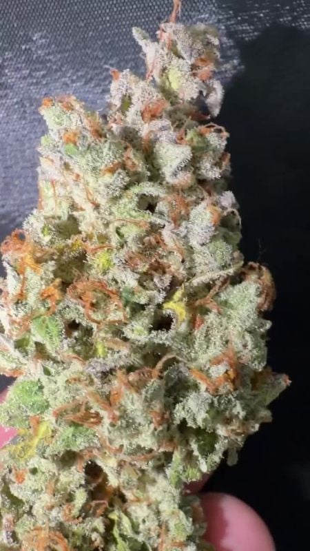 Lemon Cherry Sundae Auto @bernie 