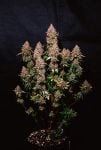 Instagram Banana Purple Punch Auto RF3™