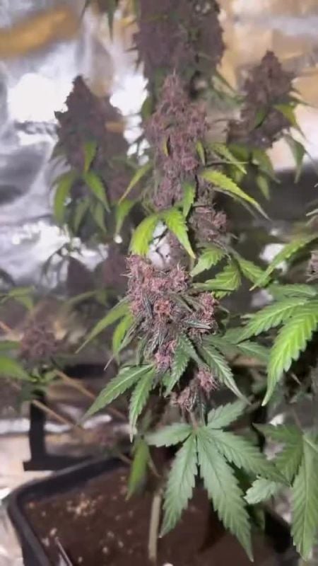 Purple Lemonade Auto RF3 @og_greenfarms IG 13