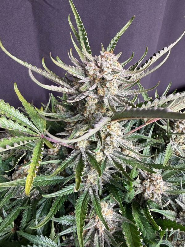 Instagram White Widow Auto