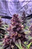Instagram Banana Purple Punch Auto