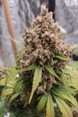 Instagram Purple Punch Auto