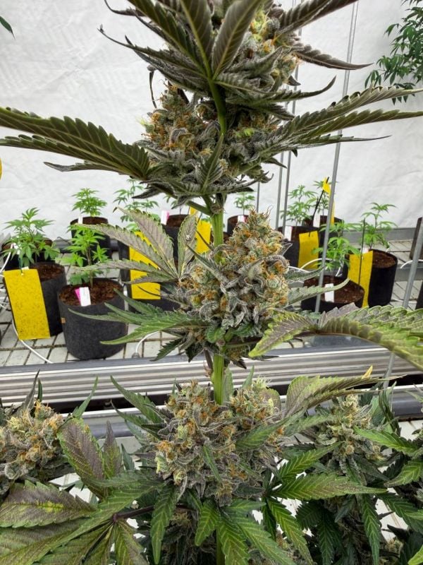 Instagram Skunk Auto