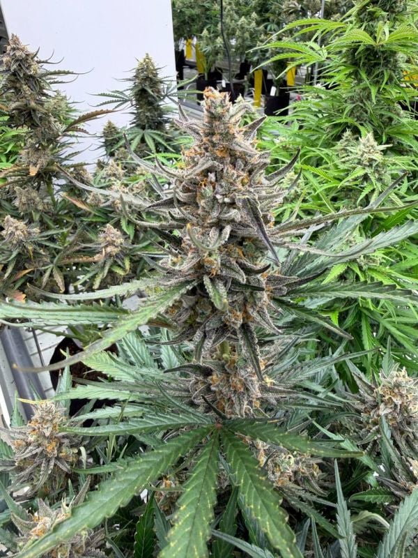 Instagram Big Bud Auto