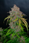 Instagram Gorilla Punch Auto
