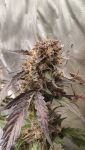 Instagram Guava Runtz Auto™