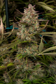 Instagram Pound Cake Auto™