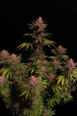 Instagram Purple Lemonade FF