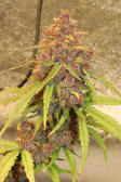 Instagram Banana Purple Punch Auto