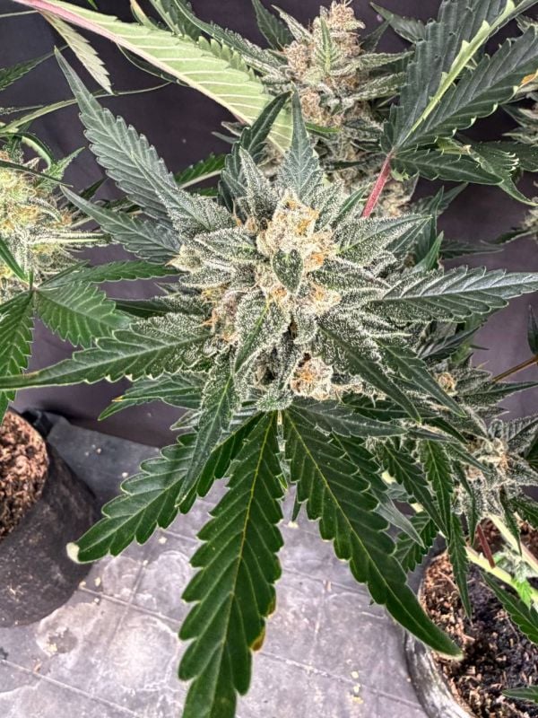 Instagram Sour Diesel Auto
