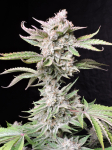 Instagram Cherry Cola Auto