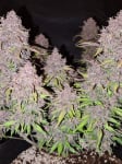 Instagram LSD-25 Auto