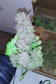 Instagram Purple Punch Auto