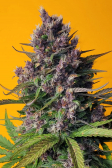 Instagram LSD-25 Auto