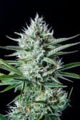 Instagram White Widow Auto
