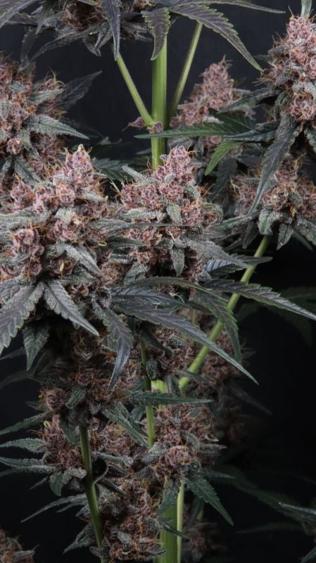 Instagram Mango Cherry Runtz Auto