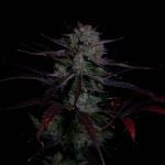 Instagram Banana Guava Auto™
