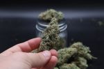 Instagram Garlic Mint Sherbet Auto™