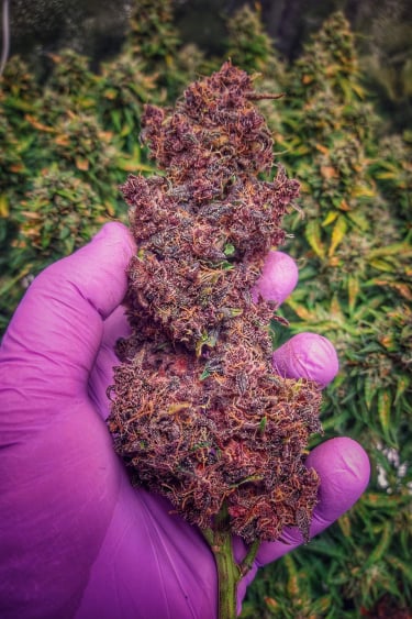 Instagram Purple Lemonade Auto