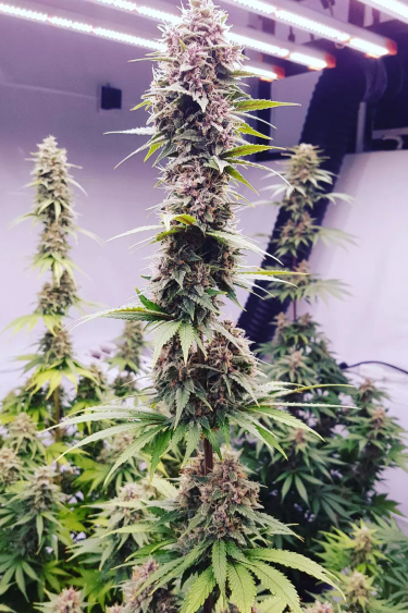 Instagram Fastberry Auto