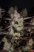 Instagram Strawberry Gorilla Auto