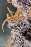 Instagram Purple Haze Auto™