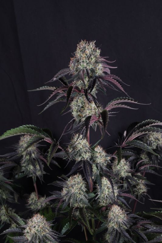 Instagram Sundae Frost Auto