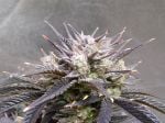 Instagram Banana Purple Punch Auto