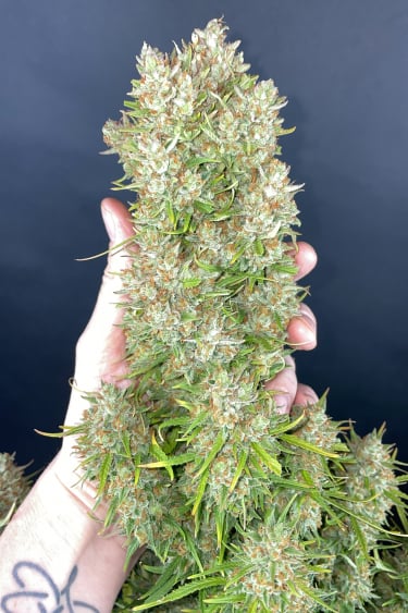 Instagram Pound Cake Auto