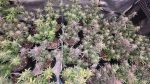 Instagram Sundae Frost Auto™