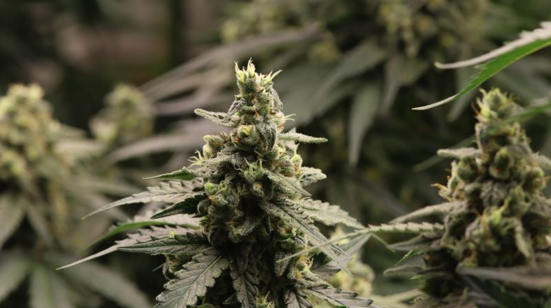 Instagram Banana Cherry Cookies Auto