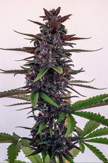 Instagram Fastberry Auto