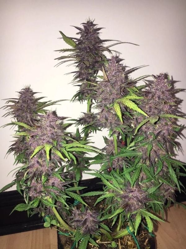 Instagram LSD25 Auto