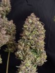 Instagram Mendo Guava Auto™
