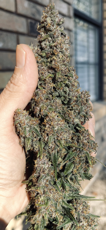 Instagram Banana Purple Punch Auto