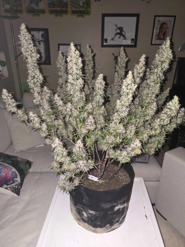 Instagram Blueberry Auto