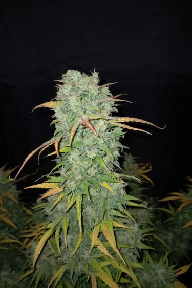 Instagram Californian Snow Auto