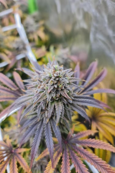 Instagram Wedding Cheesecake FF