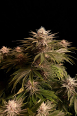 Instagram GG4 Sherbet FF