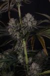 Instagram Strawberry Gorilla Auto RF3™